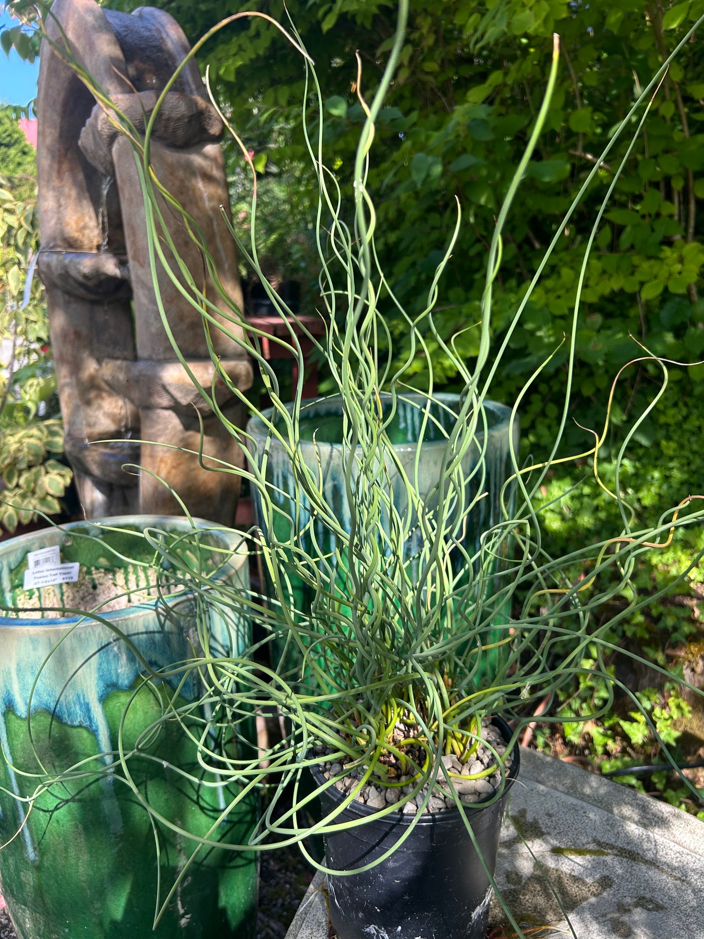 Juncus inflexus 'Afro' / Blue Medusa Corkscrew Rush