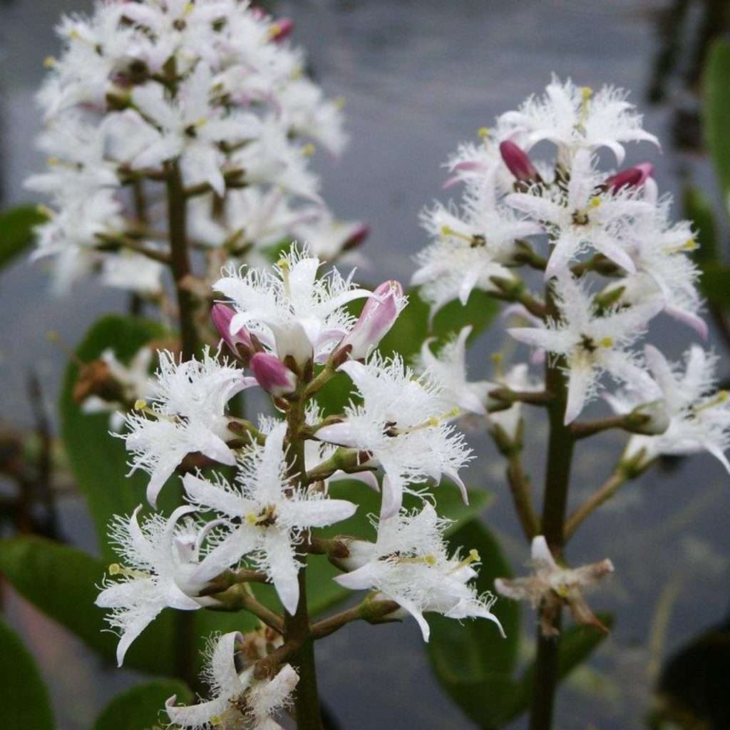 Menyanthes trifoliata / Bogbean
