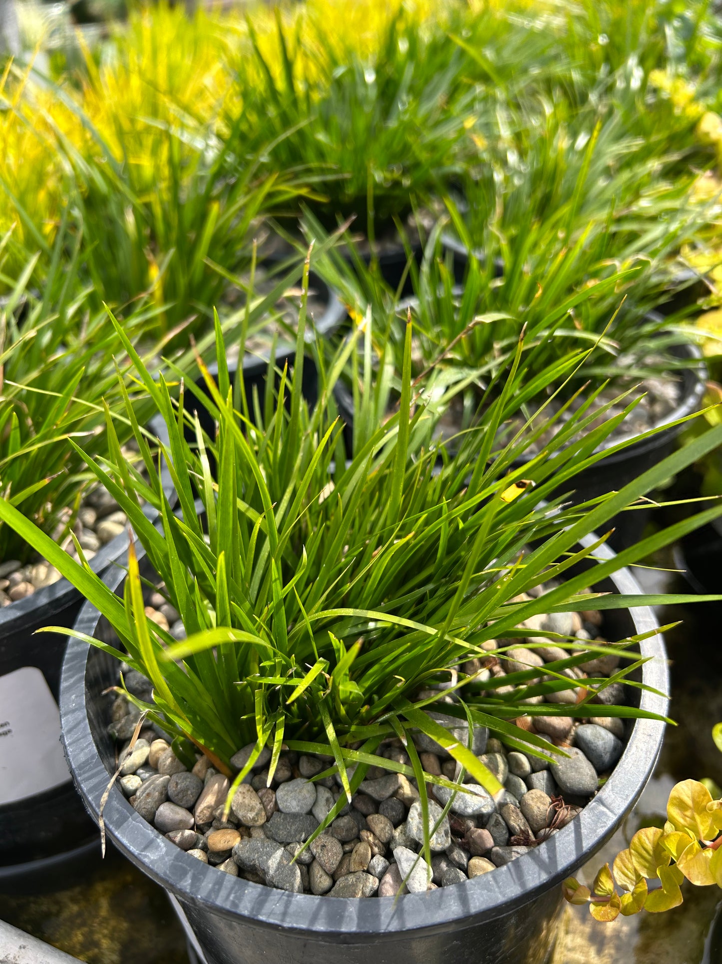 Acorus gramineus 'Pusillus' / Dwarf Japanese Sweet Flag