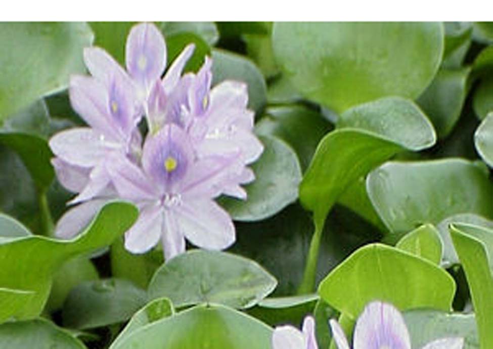 Pontederia crassipes / Water Hyacinth