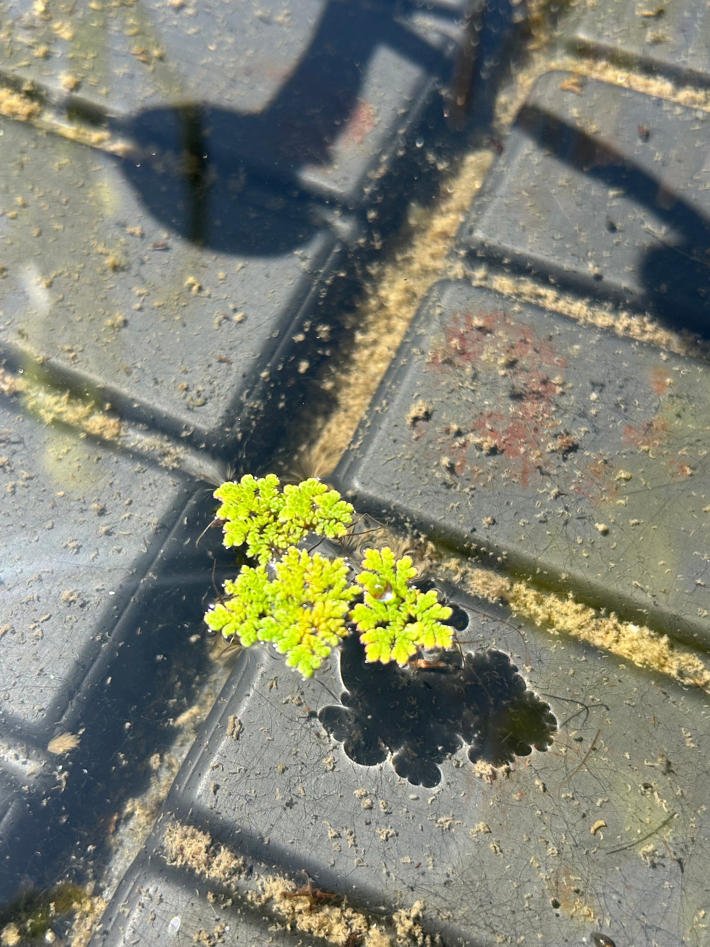 Azolla / Fairy Moss