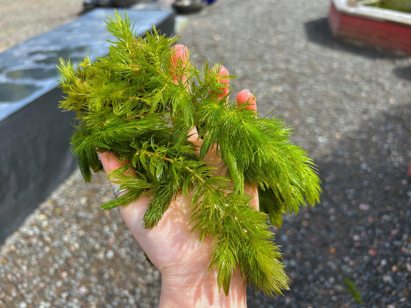 Ceratophyllum demersum / Hornwort