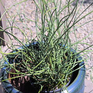 Juncus inflexus 'Afro' / Blue Medusa Corkscrew Rush