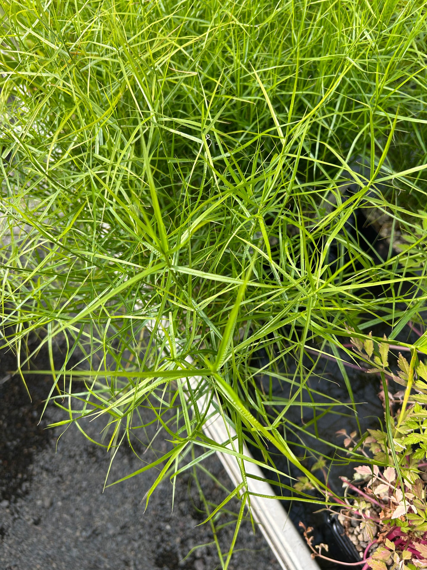 Carex Muskingumensis 'Little Midge' / Little Midge