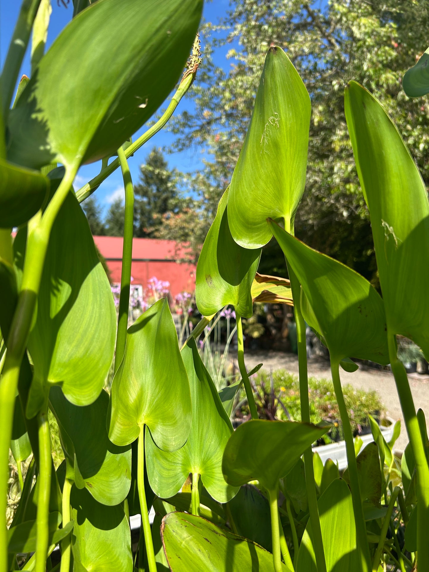 Pontederia cordata / Purple Pickerelweed