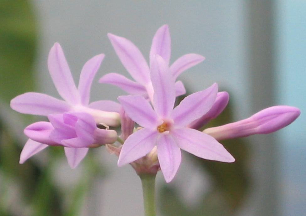 Tulbaghia Fragrans / Sweet Society Garlic
