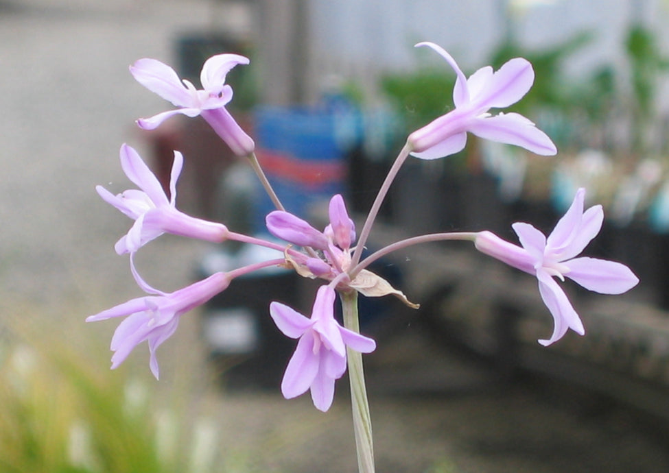 Tulbaghia violacea 'Variegata' / Variegated Society Garlic