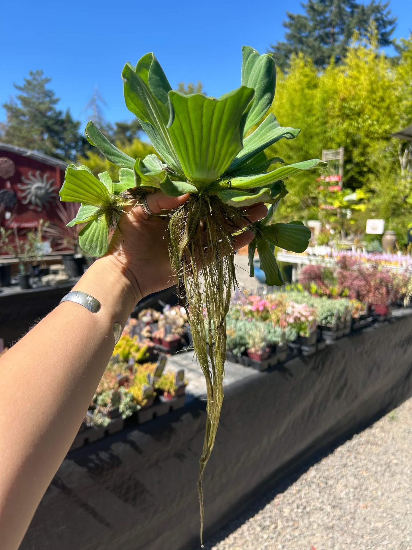 Pistia stratiotes / Water Lettuce