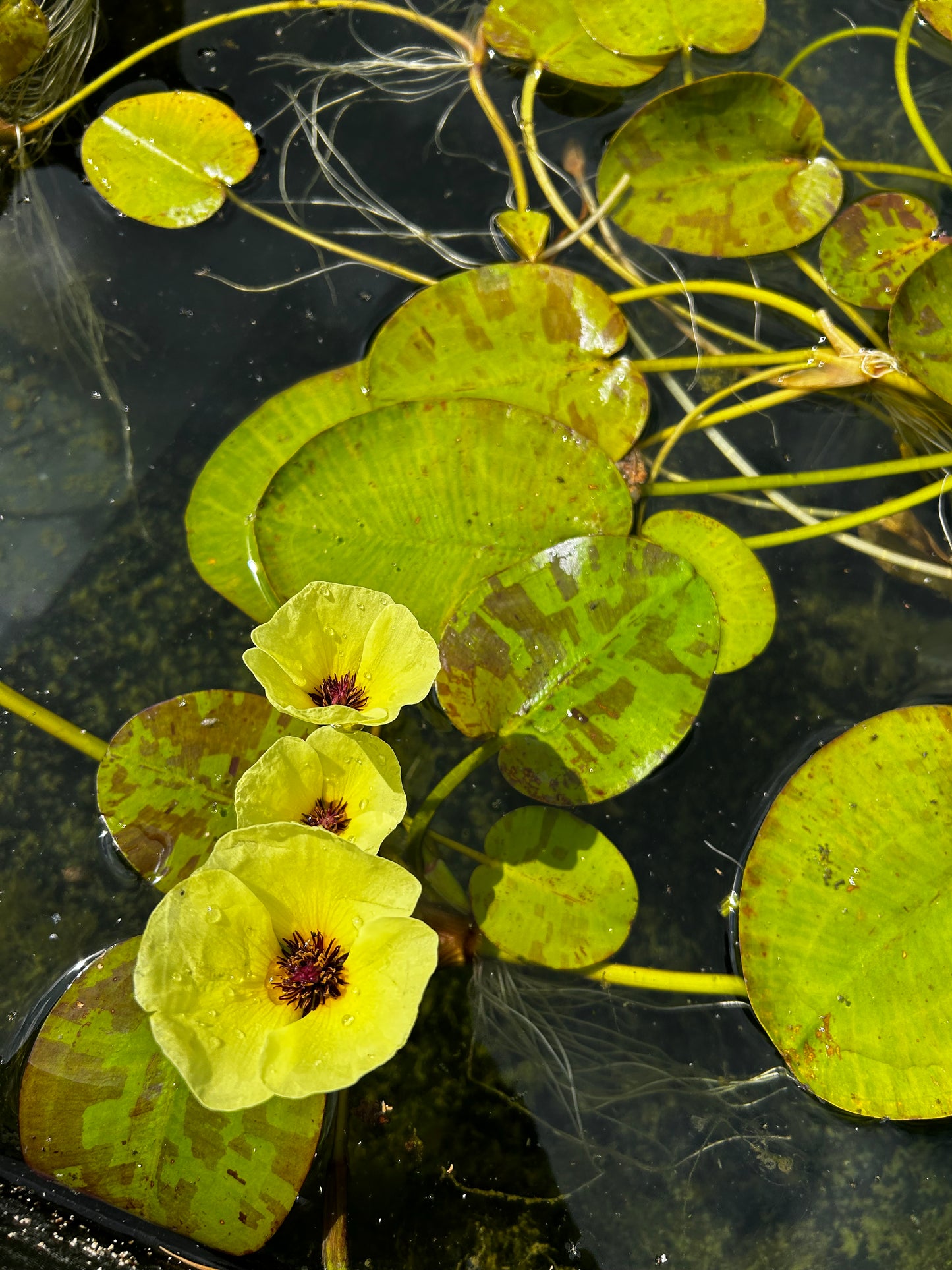 Hydrocleys nymphoides / Water Poppy
