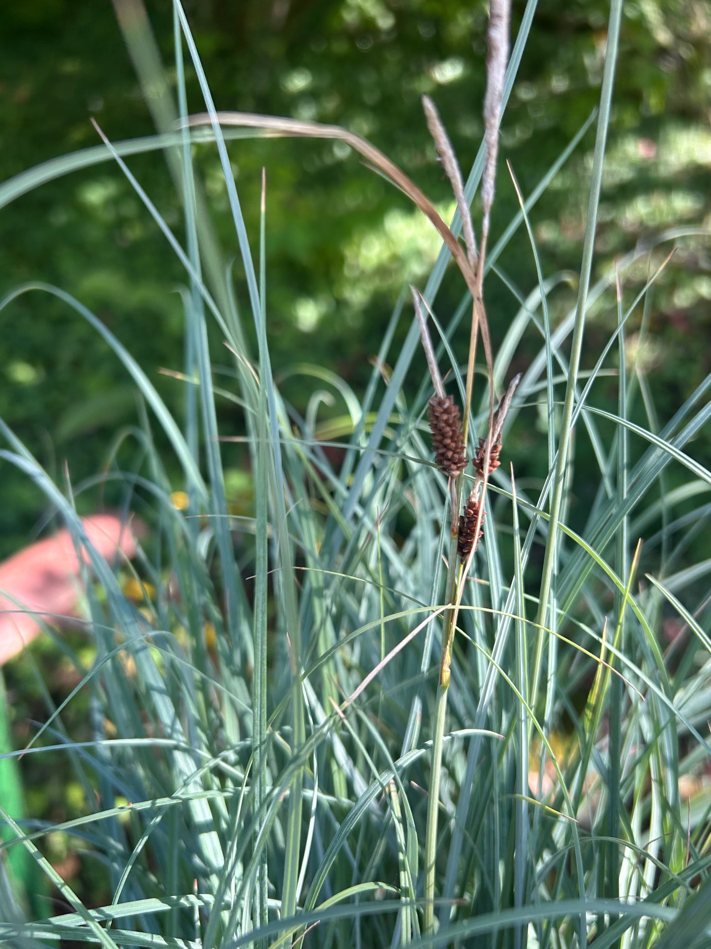 Carex nigra / Black Flowering Sedge