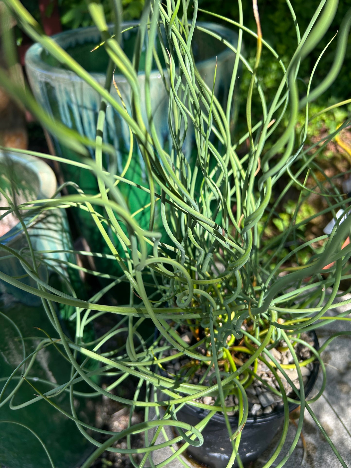 Juncus inflexus 'Afro' / Blue Medusa Corkscrew Rush