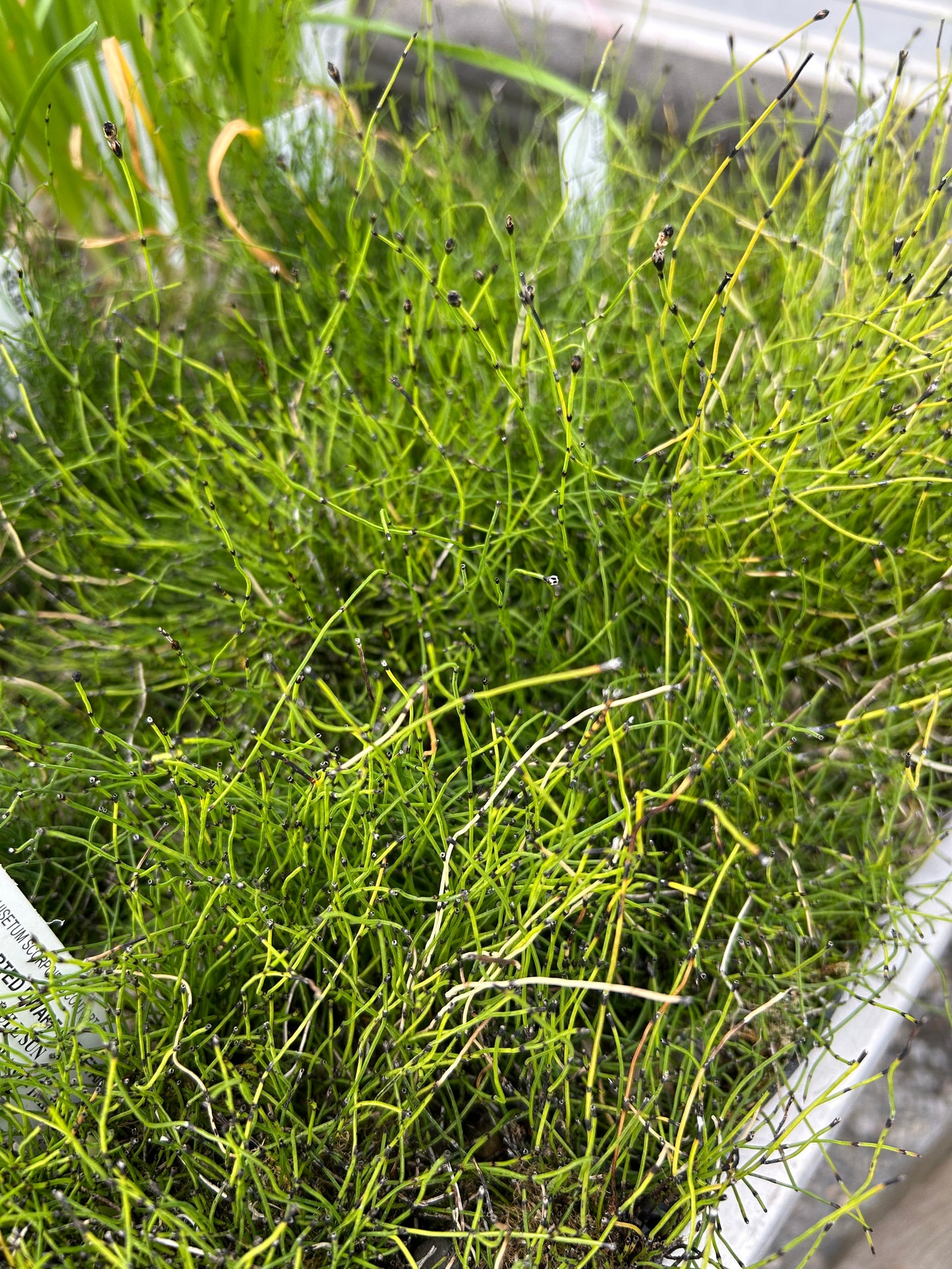 Equisetum scorpoides contorta / Contorted Dwarf Horsetail
