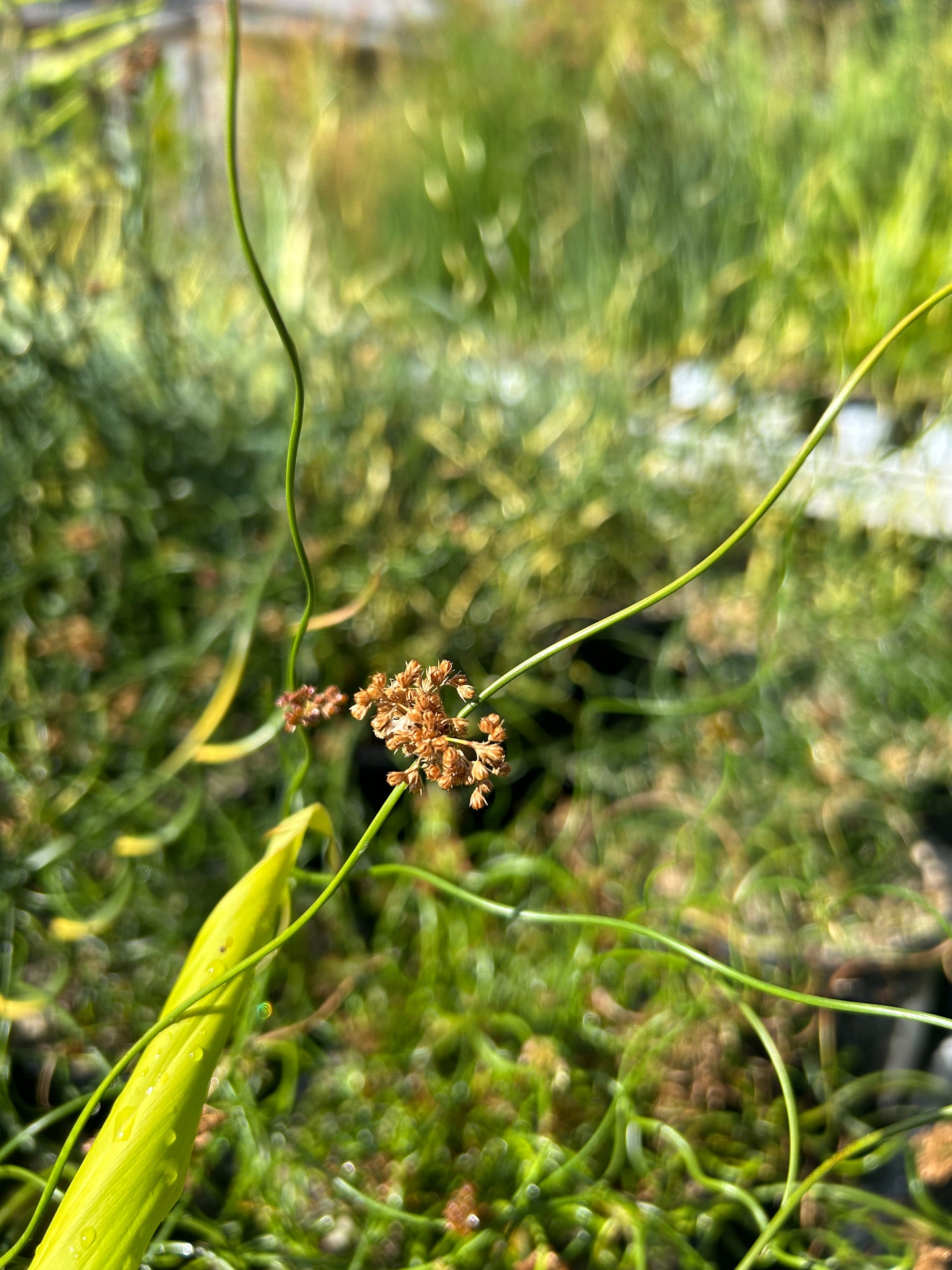 Juncus effusus 'Spiralis Nana' / Dwarf Corkscrew Rush