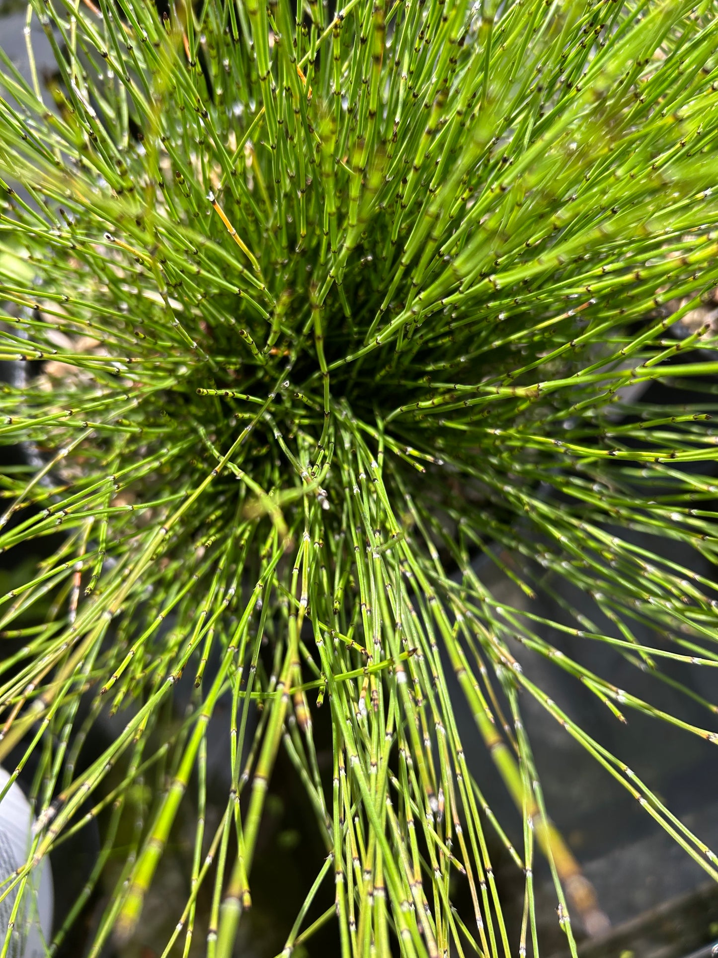 Equisetum scorpoides / Dwarf Horsetail