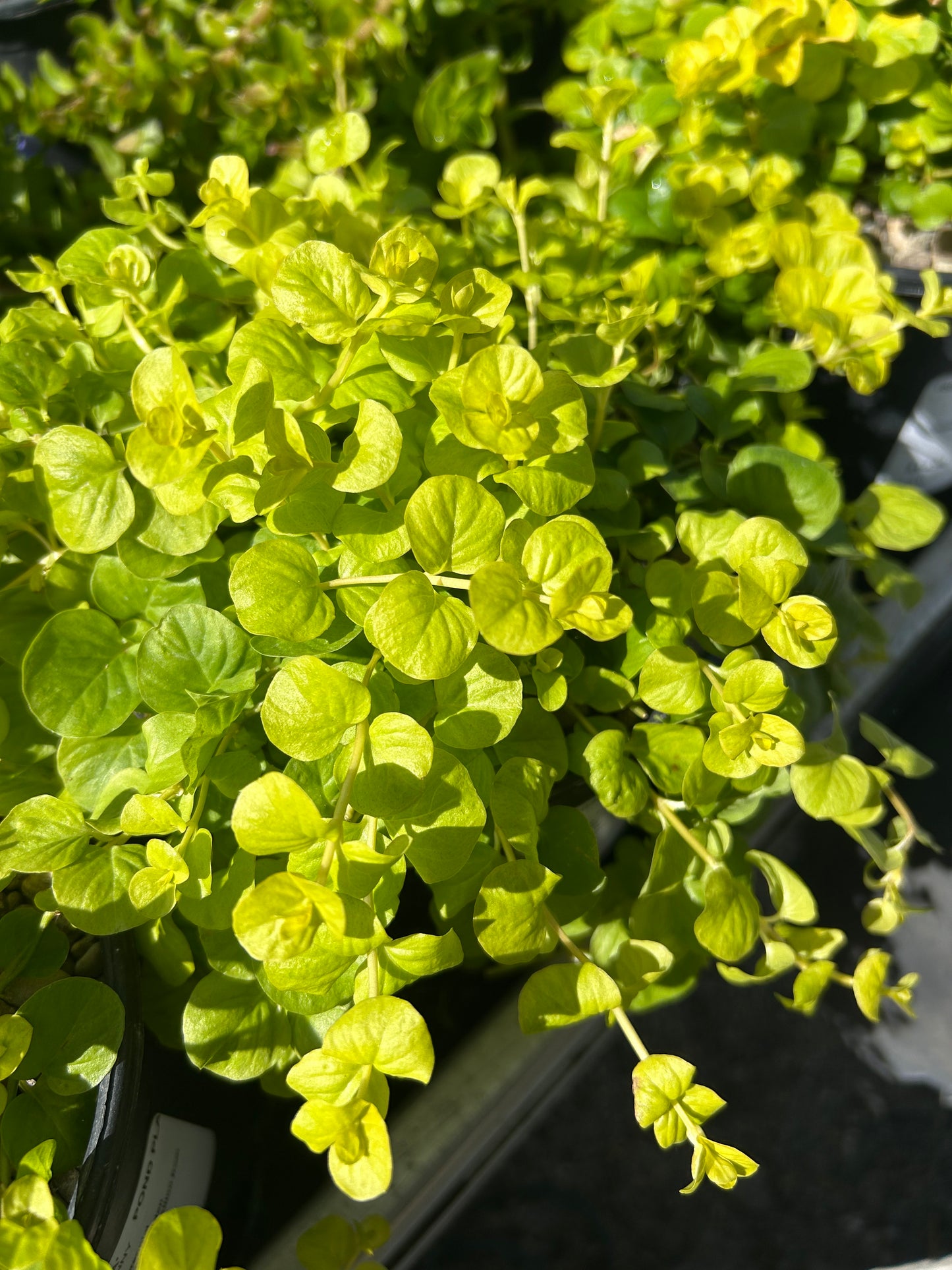 Lysimachia nummularia 'Aurea' / Golden Creeping Jenny