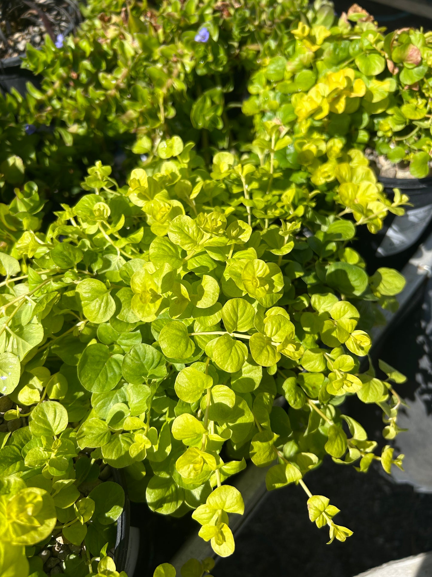 Lysimachia nummularia 'Aurea' / Golden Creeping Jenny