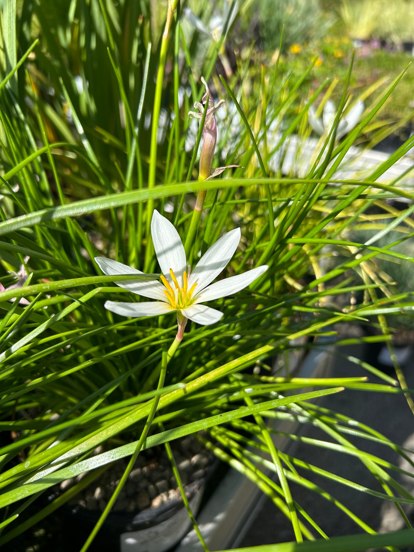 Zephyranthes candida / Rain Lily