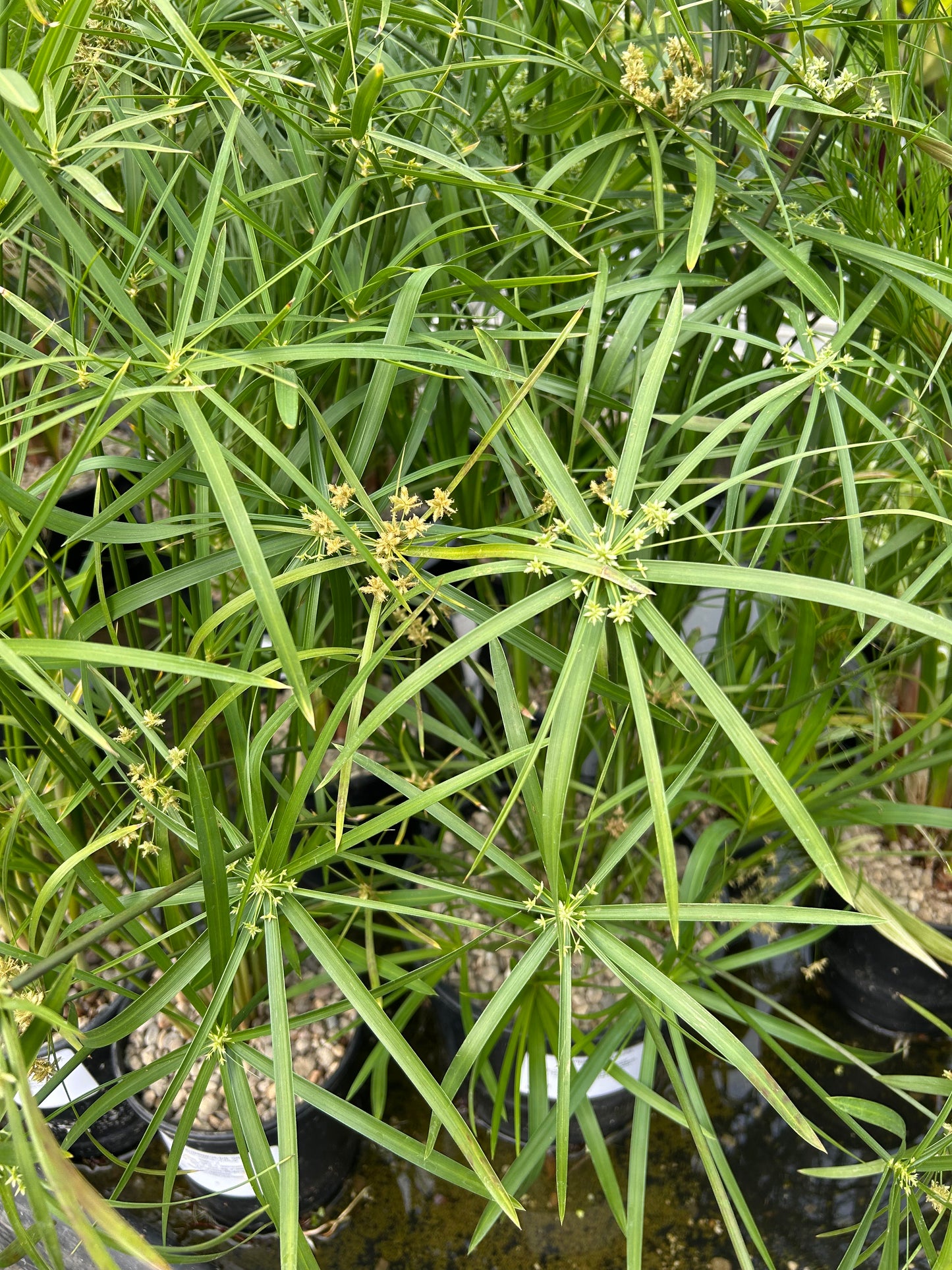 Cyperus alternifolius / Umbrella Palm