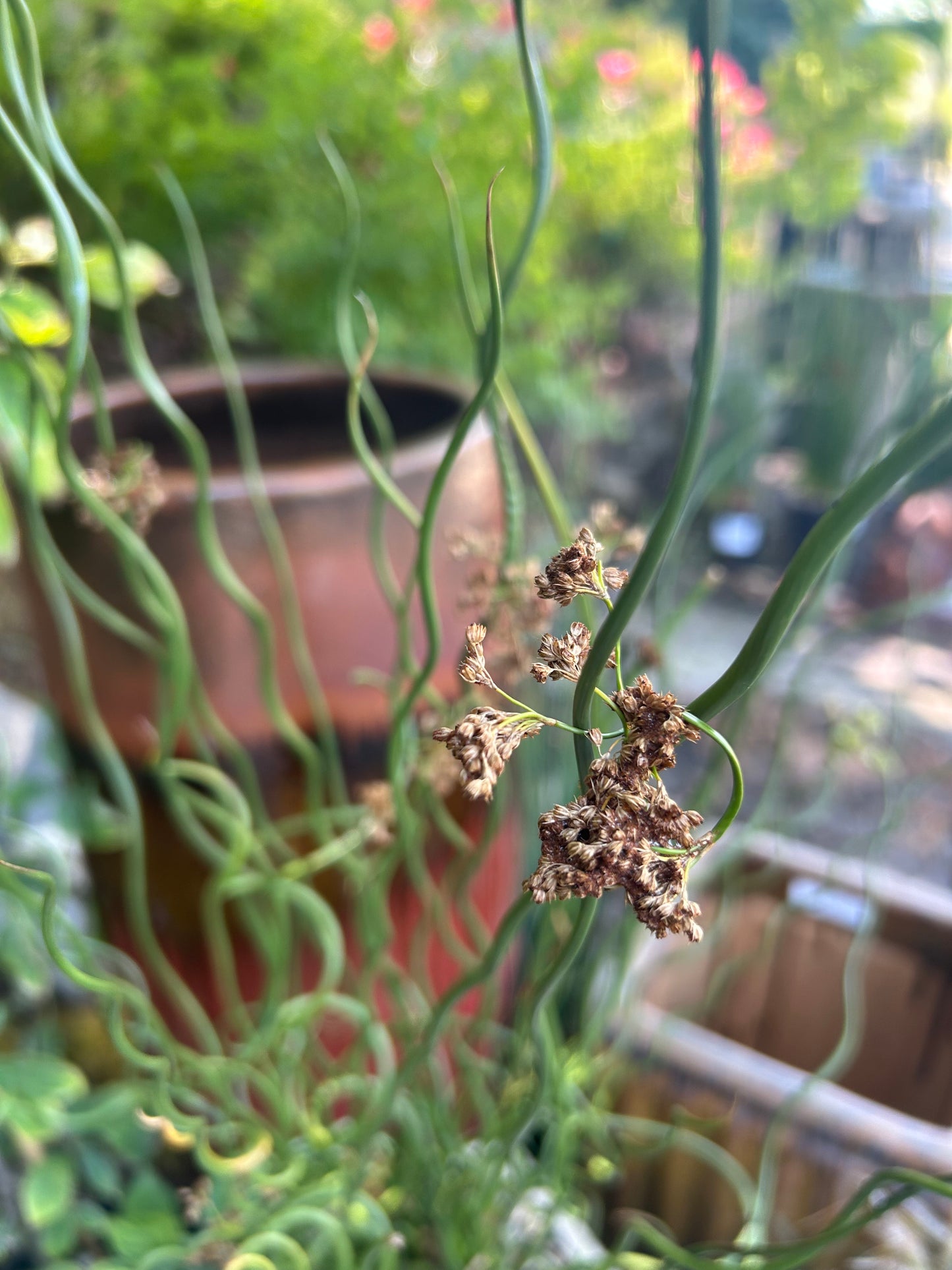 Juncus effusus 'Spiralis' / Corckscrew Rush
