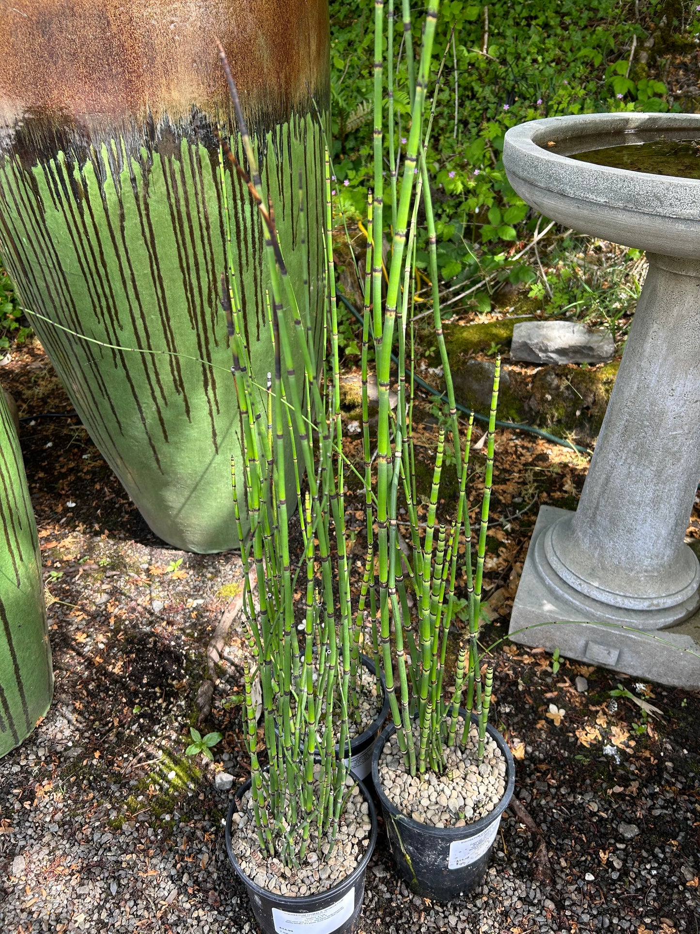 Equisetum hyemale / Water Horsetail