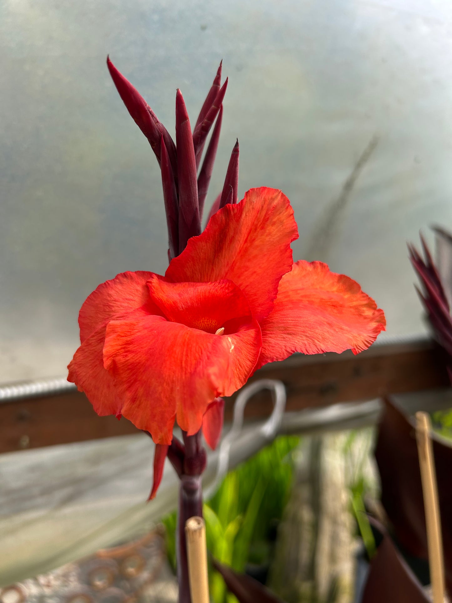 Canna 'Australia' / Australia Canna