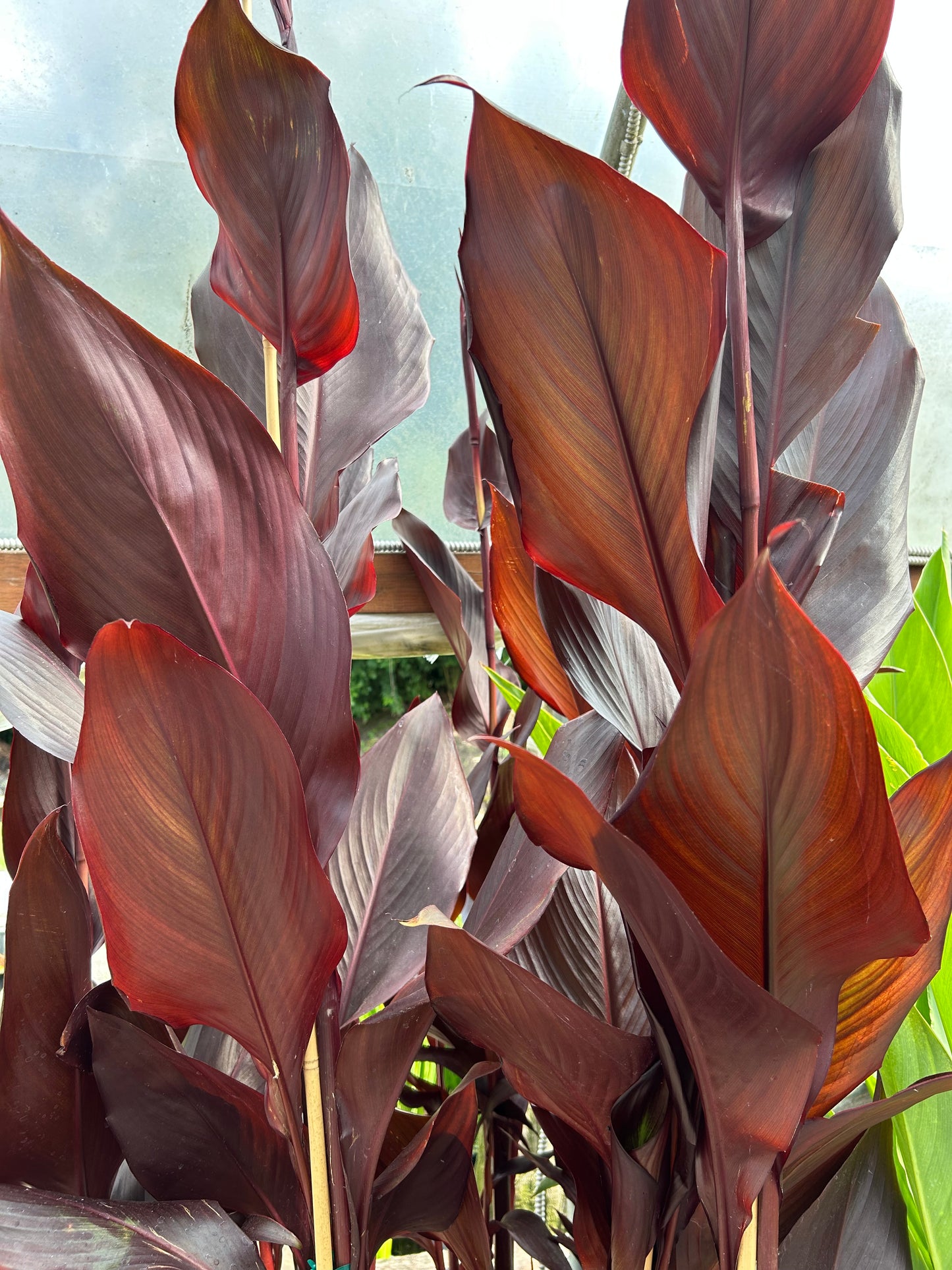 Canna 'Australia' / Australia Canna