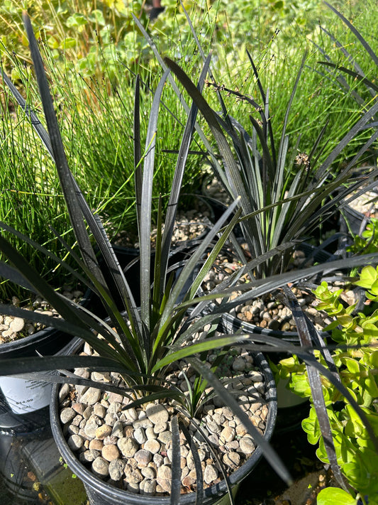 Ophiopogon planiscapus 'Nigricans' / Black Mondo Grass