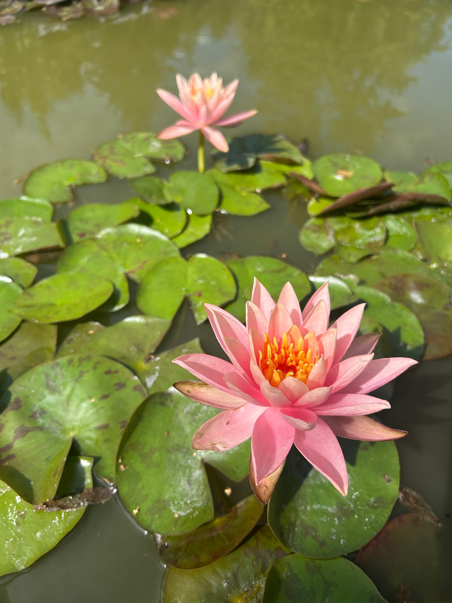 Nymphaea "Colorado" / Colorado Hardy Water Lily