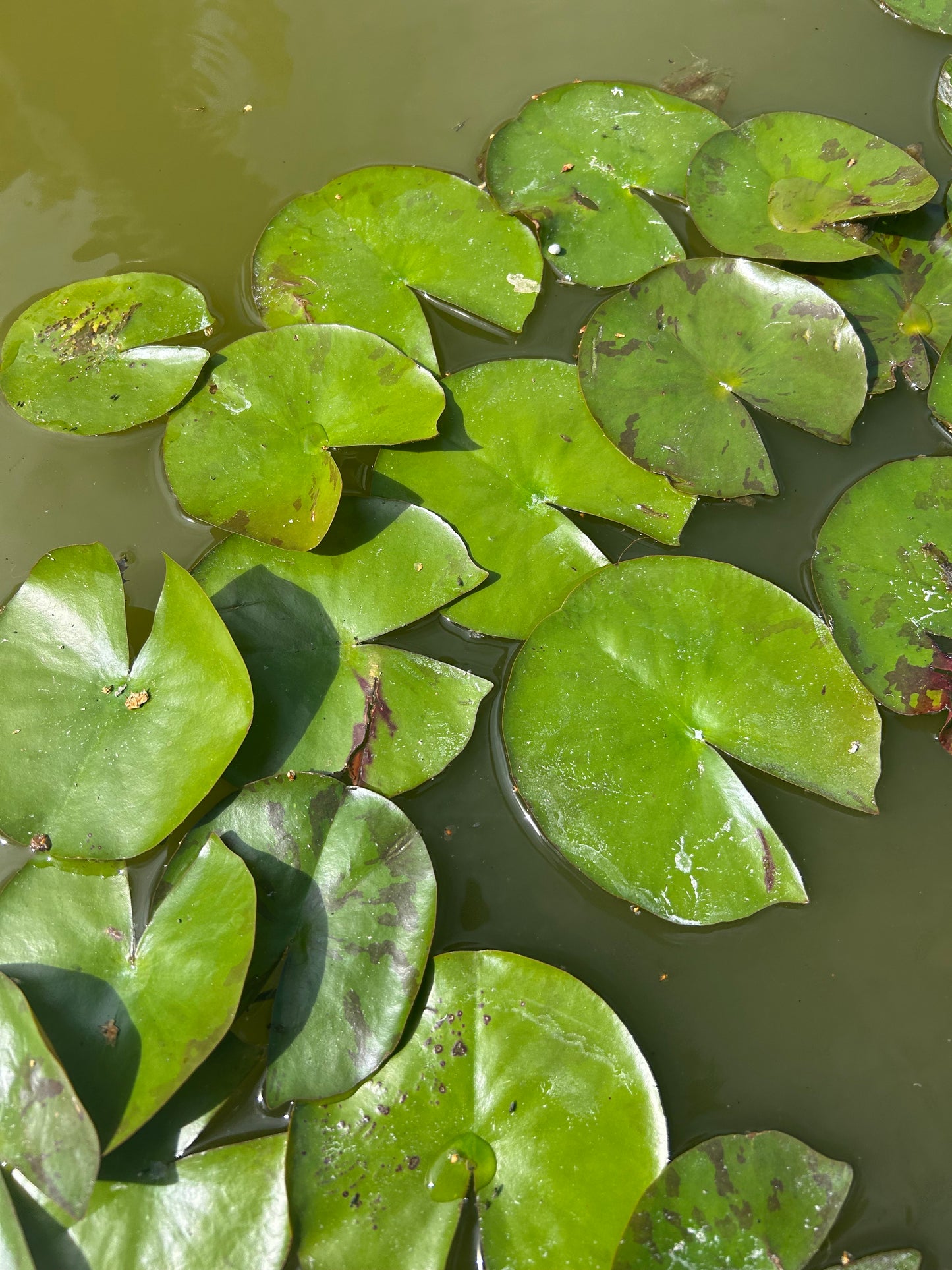 Nymphaea "Colorado" / Colorado Hardy Water Lily