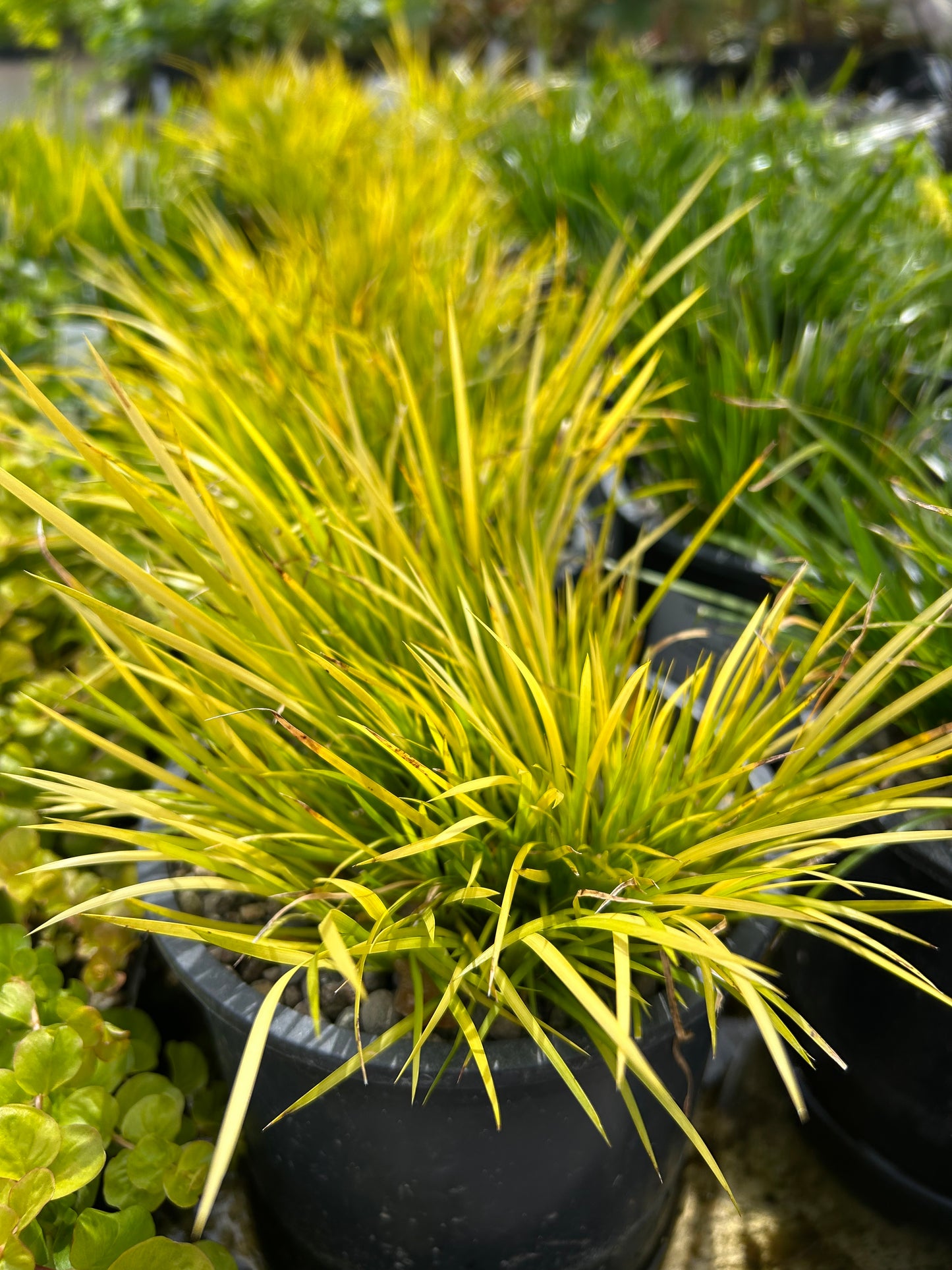 Acorus gramineus minimus aureas / Dwarf Golden Acorus