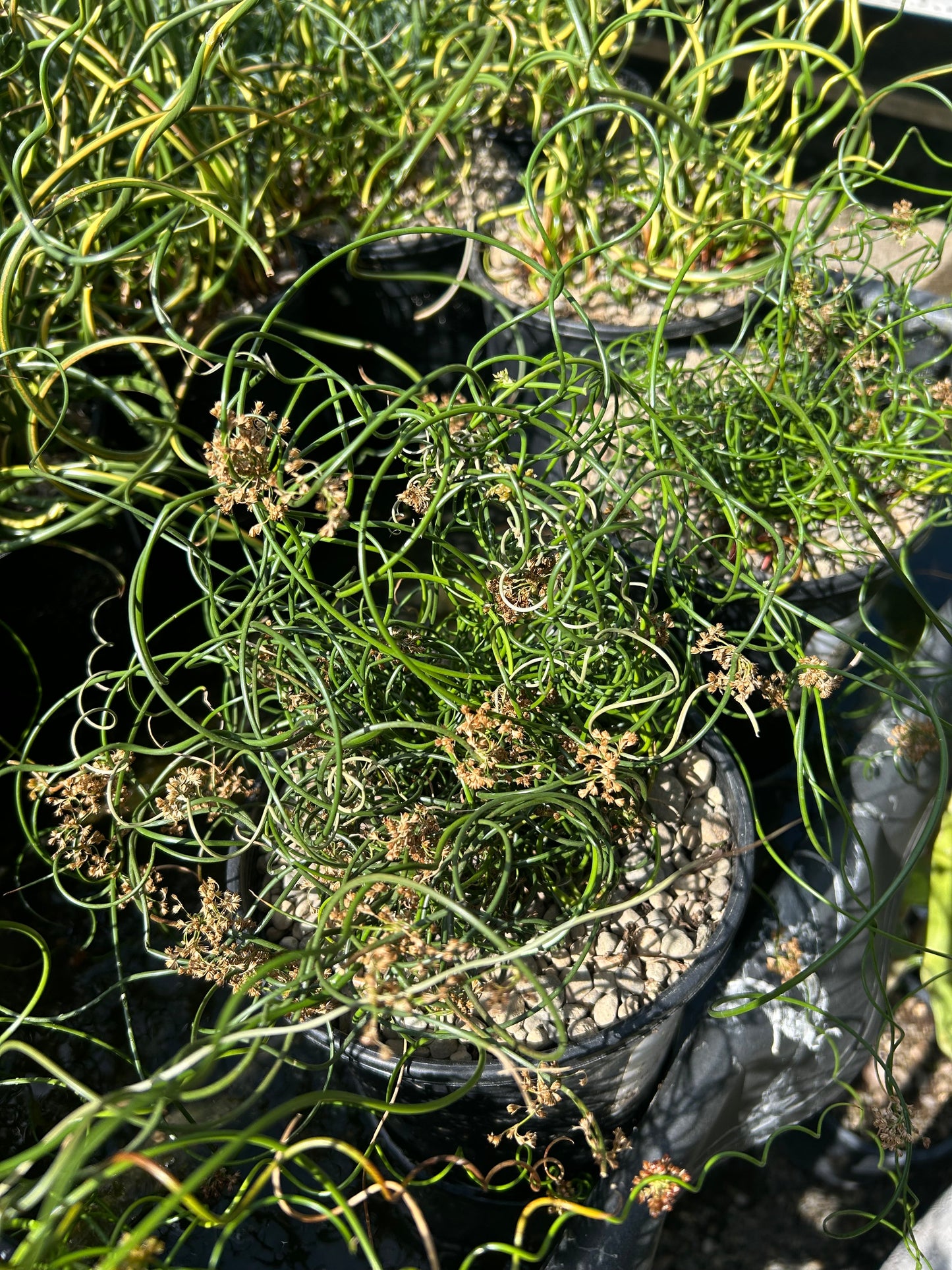 Juncus effusus 'Spiralis Nana' / Dwarf Corkscrew Rush