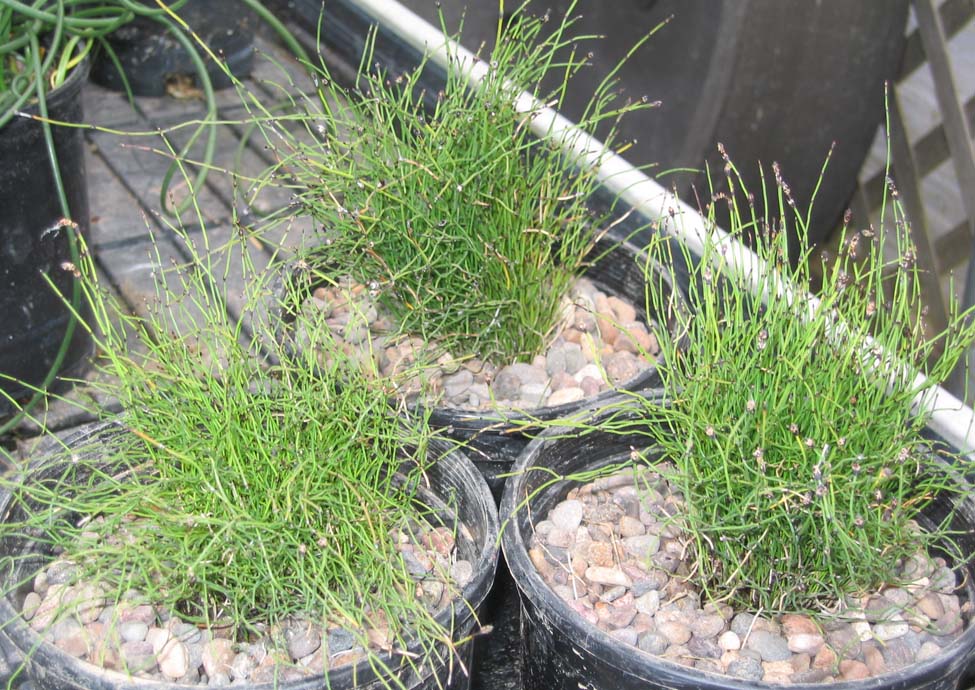 Equisetum scorpoides contorta / Contorted Dwarf Horsetail