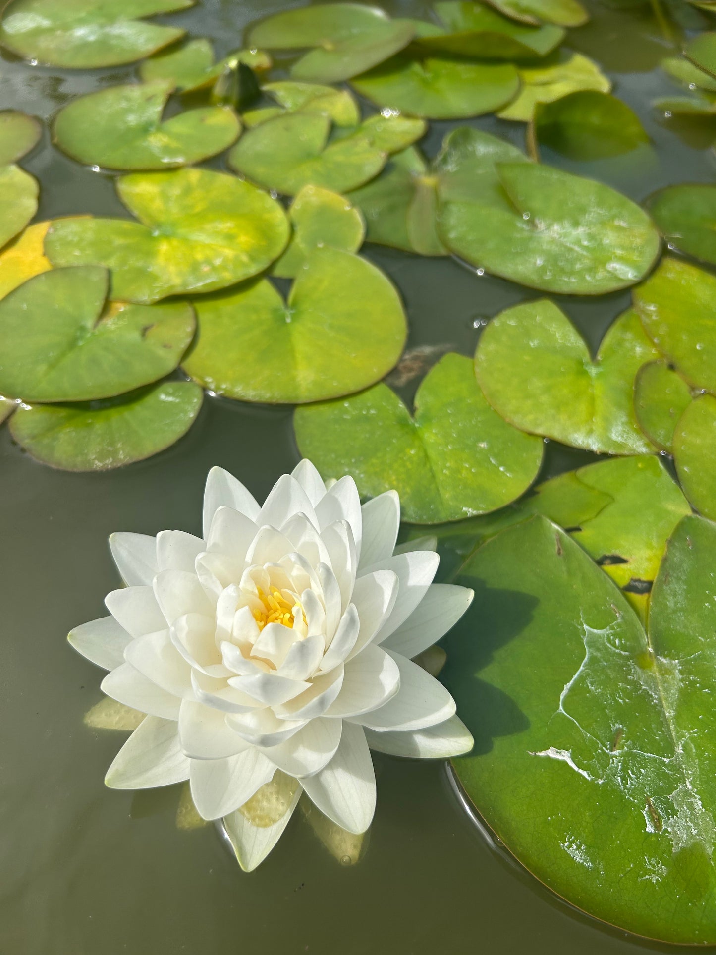 Nymphaea "Gonnere" / Gonnere Hardy Water Lily