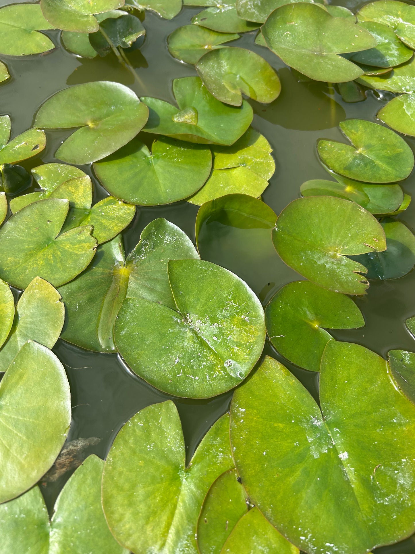 Nymphaea "Gonnere" / Gonnere Hardy Water Lily