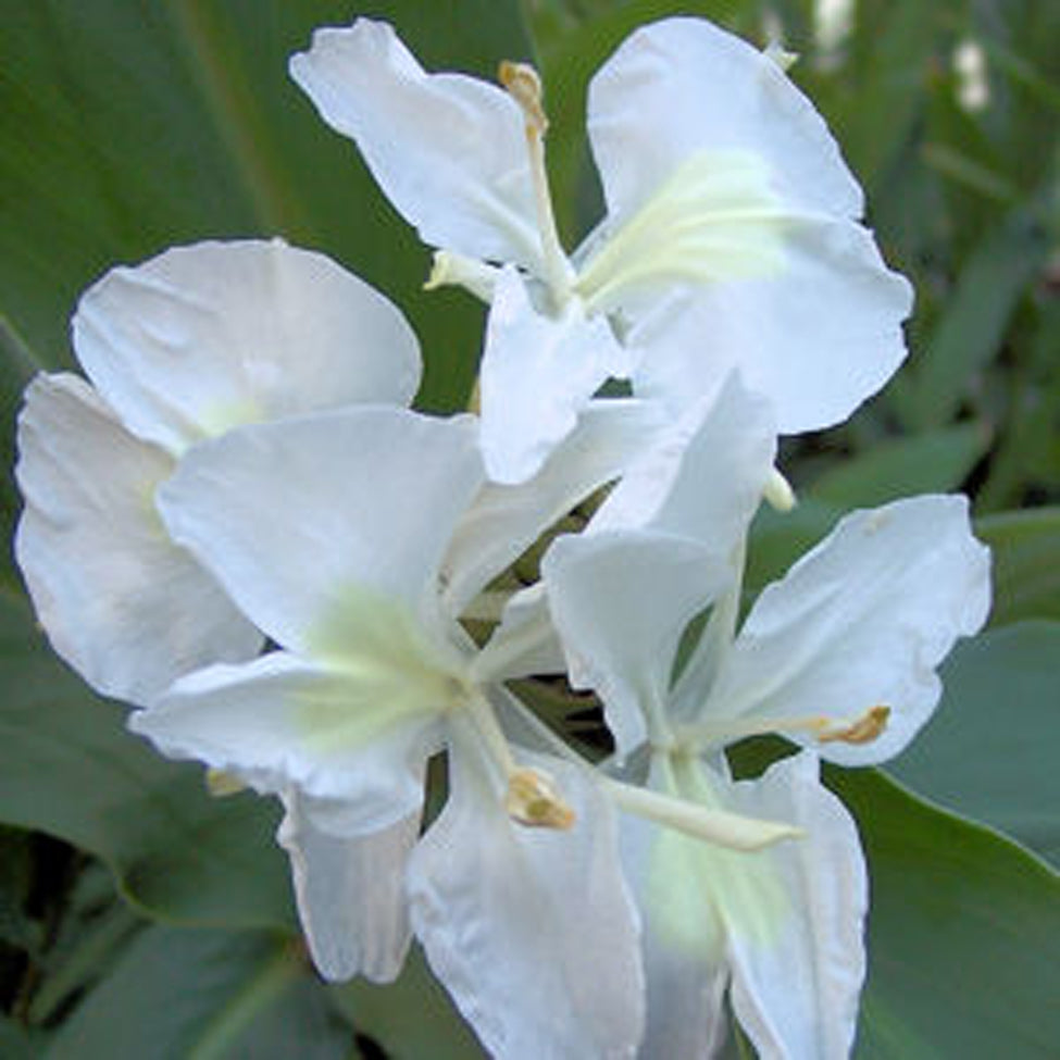 Hedychium coronarium / Hardy White Butterfly Ginger