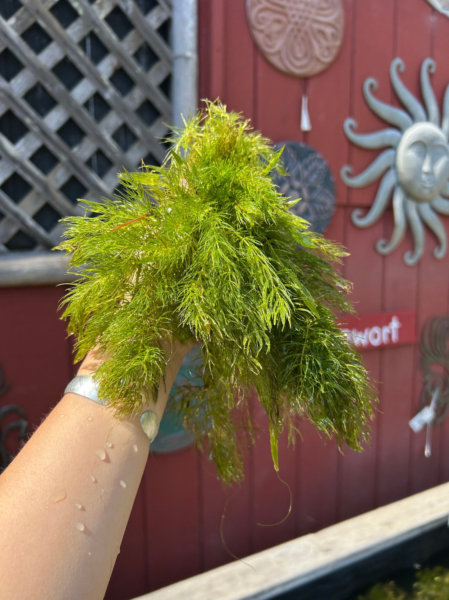 Ceratophyllum demersum / Hornwort