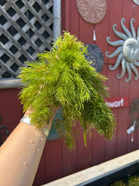 Ceratophyllum demersum / Hornwort