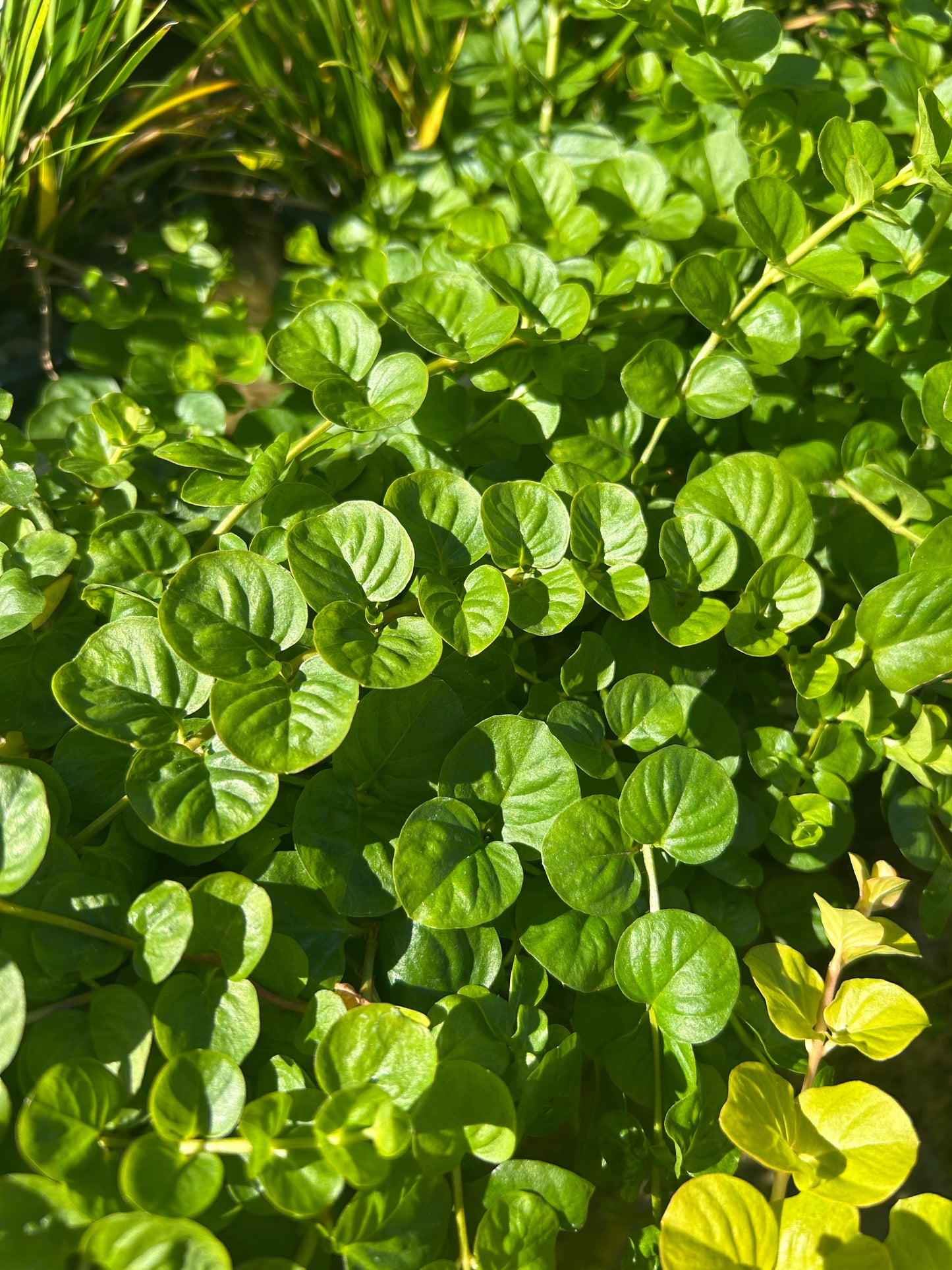 Lysimachia nummularia / Creeping Jenny