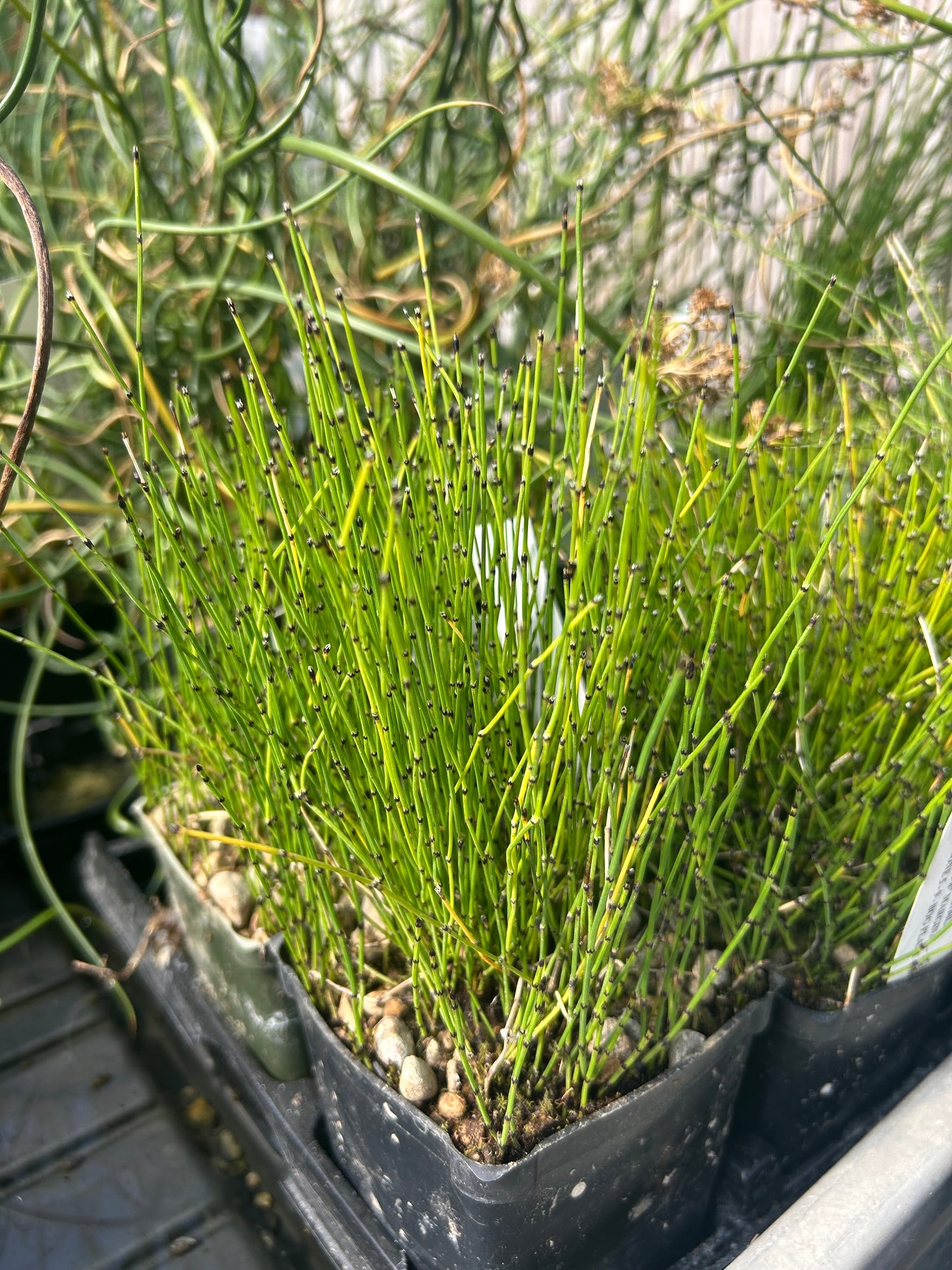 Equisetum scorpoides / Dwarf Horsetail