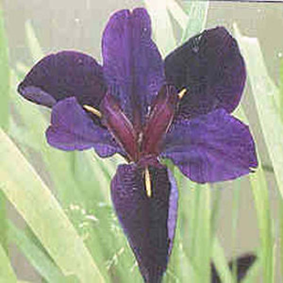 Iris Louisiana 'Black Gamecock' / Black Gamecock Louisiana Iris