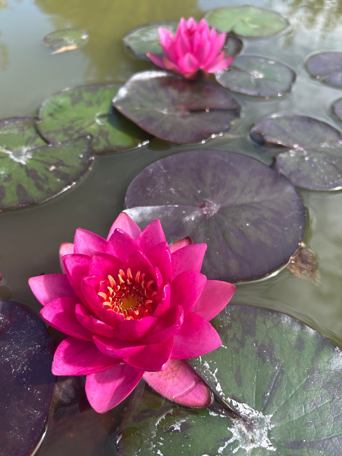 Nymphaea "James Brydon" / James Brydon Hardy Water Lily