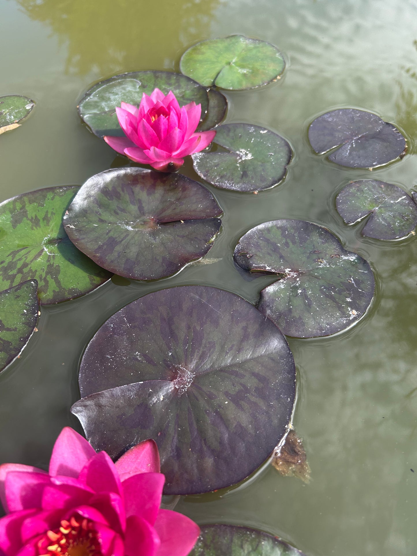Nymphaea "James Brydon" / James Brydon Hardy Water Lily
