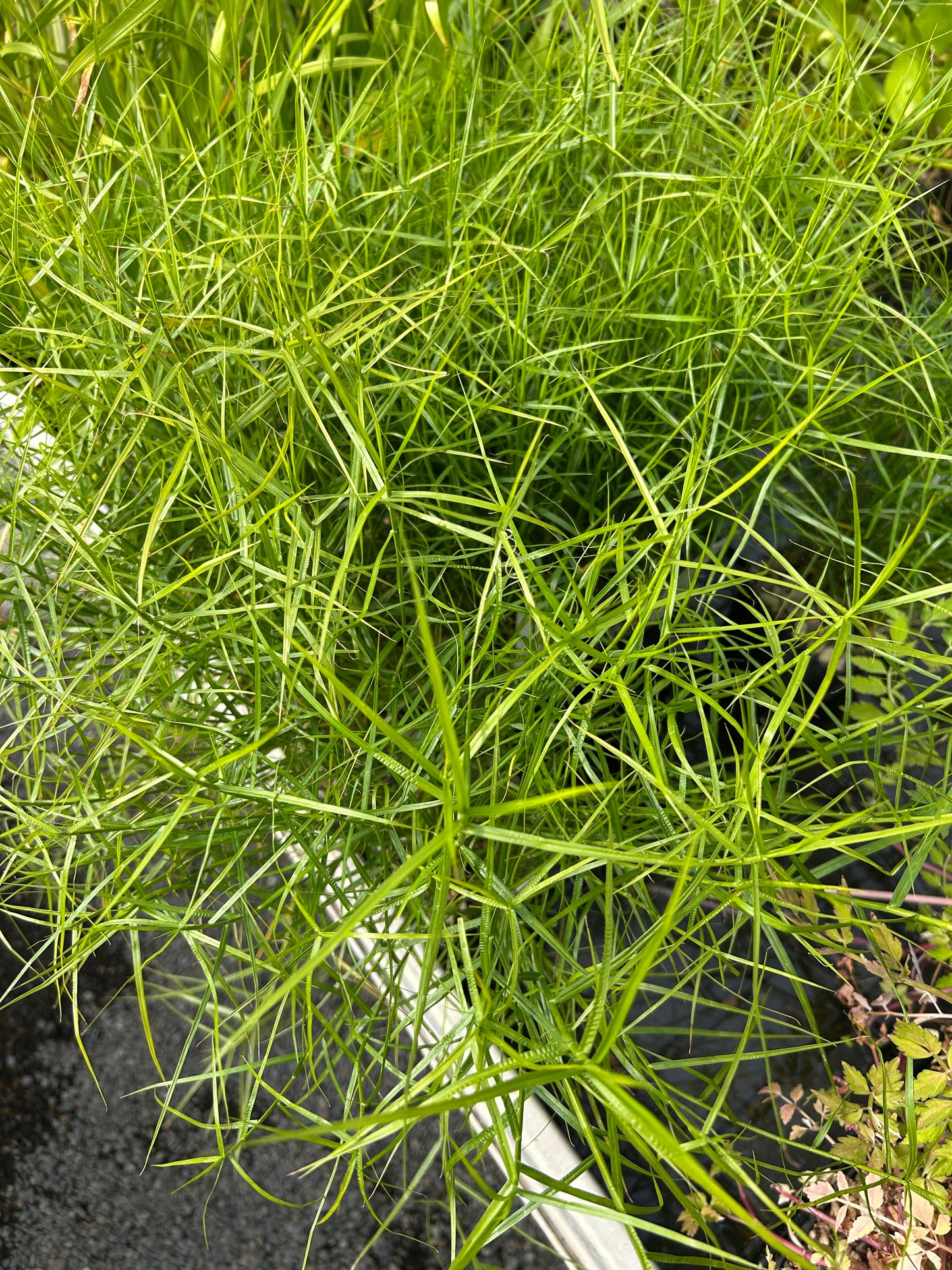 Carex Muskingumensis 'Little Midge' / Little Midge