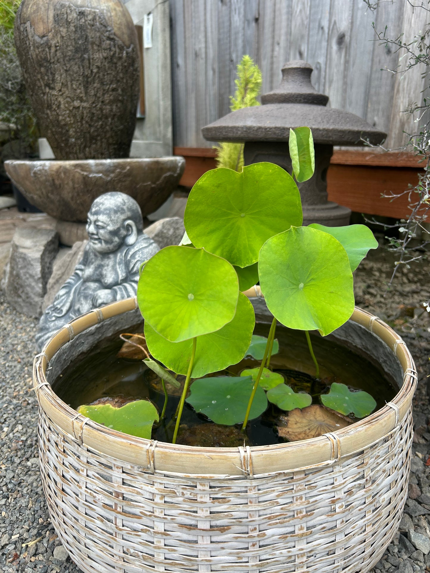 Mixed Lotus Seed