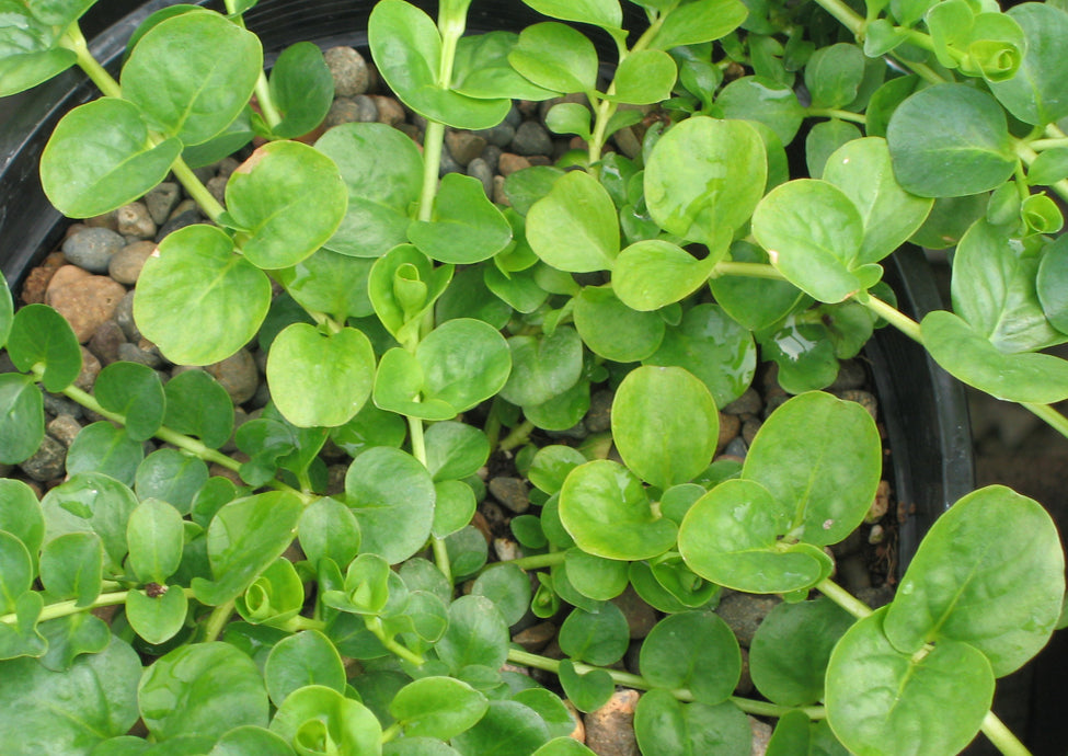 Lysimachia nummularia / Creeping Jenny