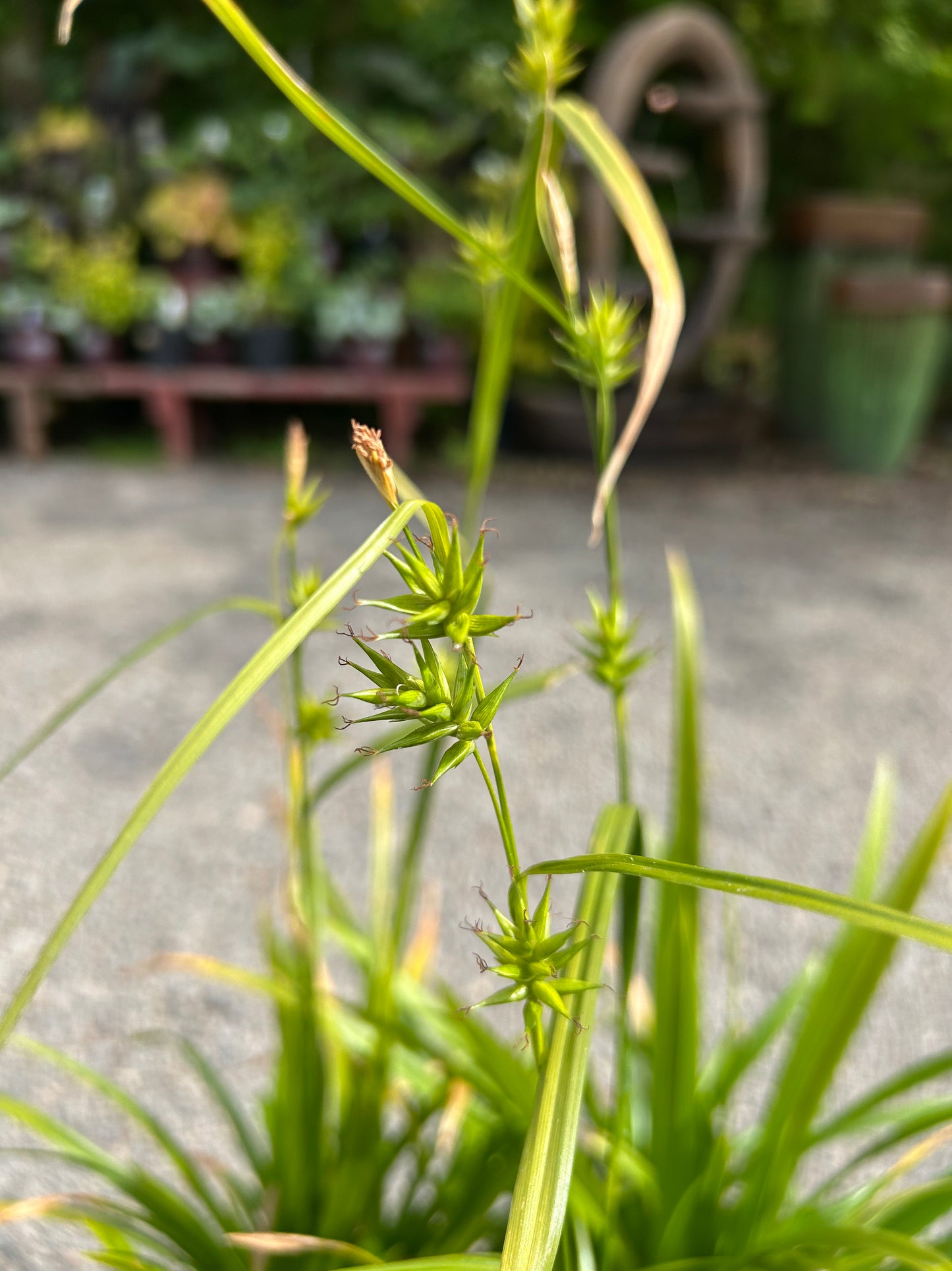 Carex folliculata / Northern Long Sedge