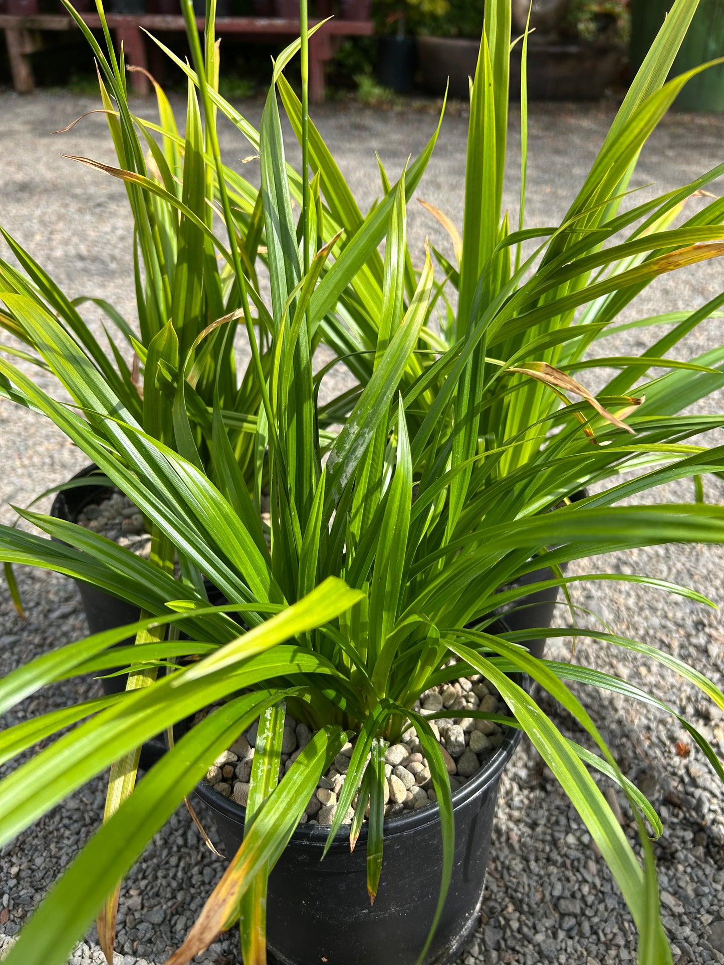 Carex folliculata / Northern Long Sedge