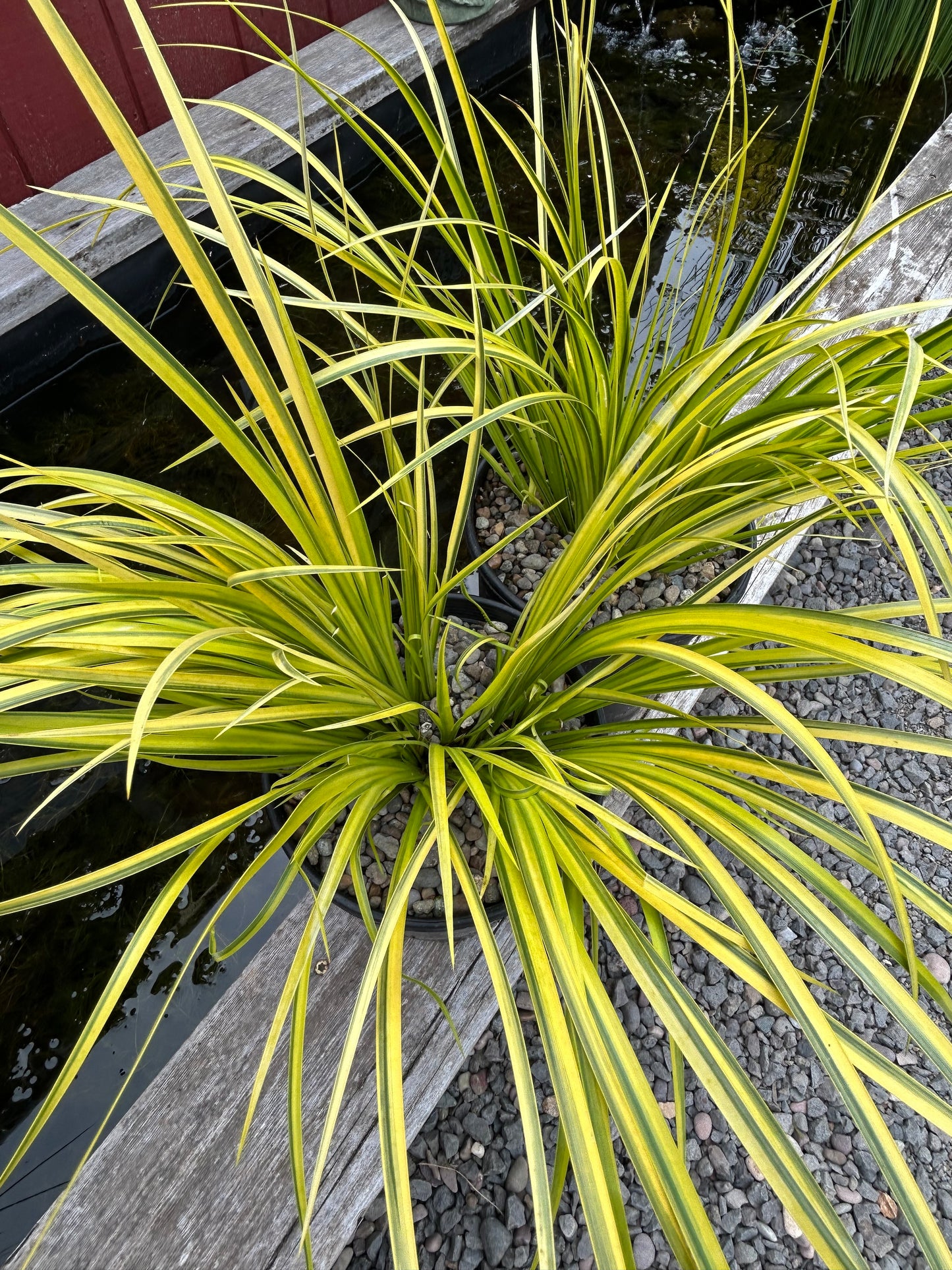 Acorus gramineus 'Ogon' / Ogon Sweet Flag