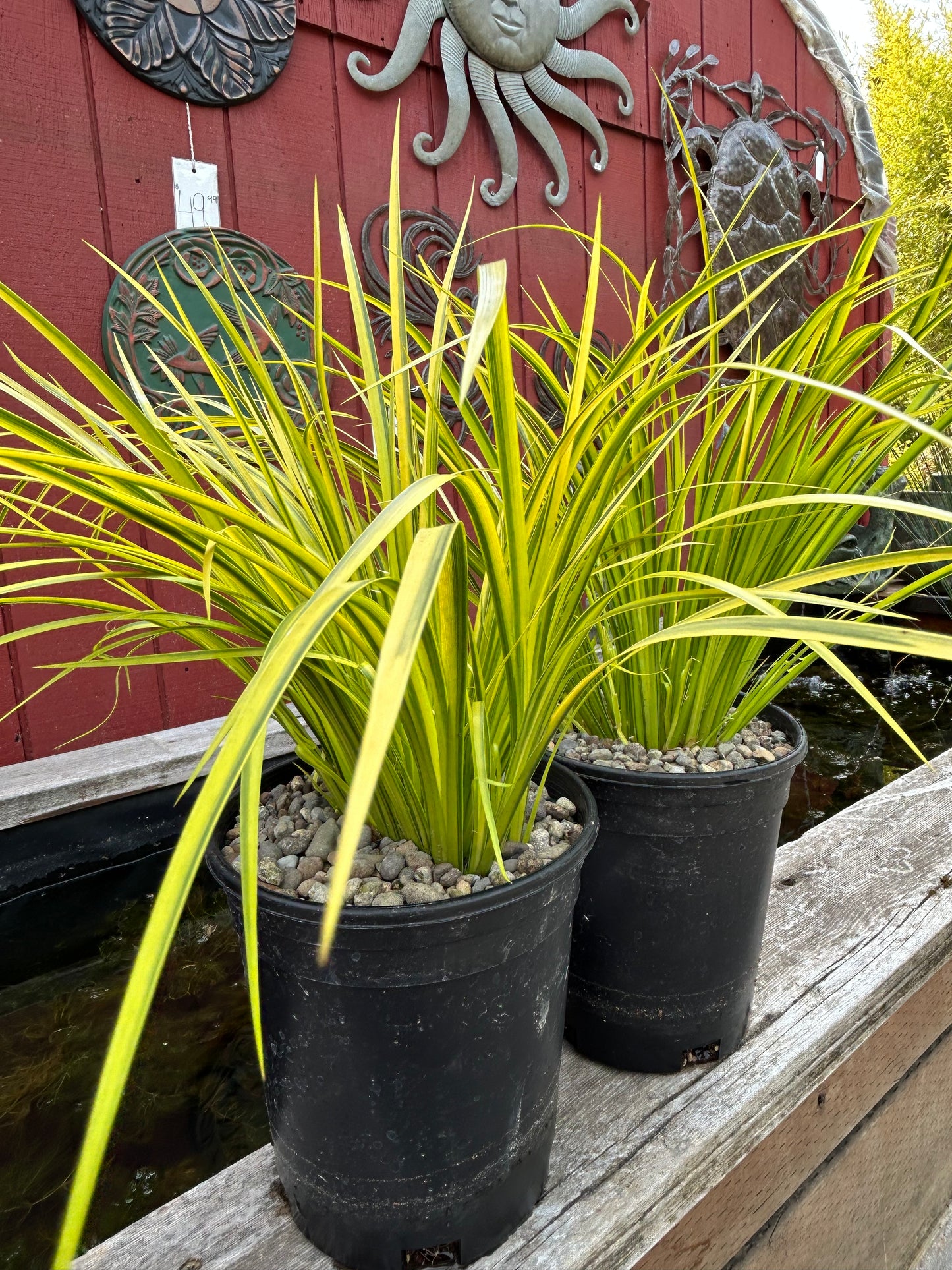 Acorus gramineus 'Ogon' / Ogon Sweet Flag