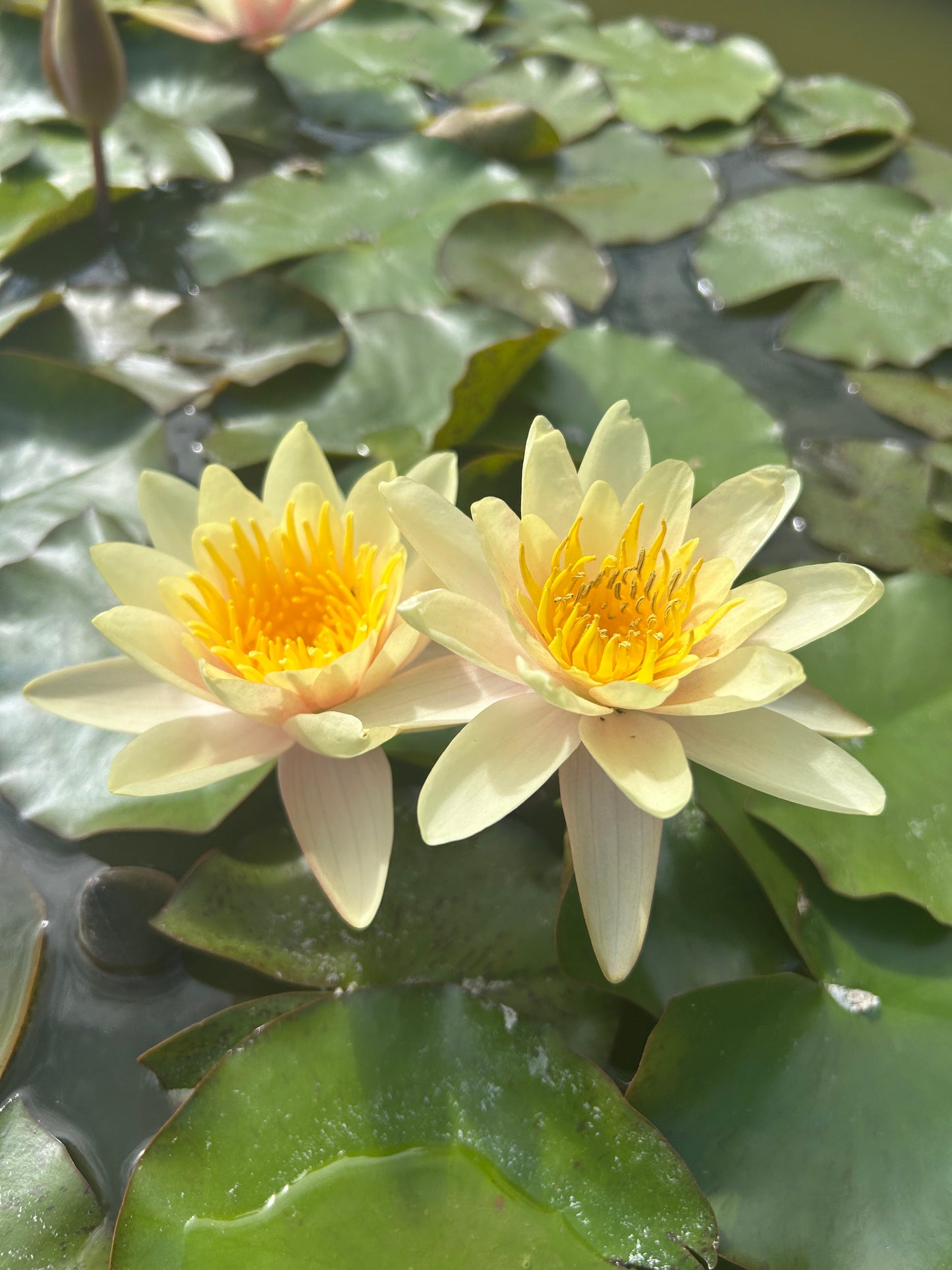 Nymphaea "Paul Harriot" / Paul Harriot Hardy Water Lily